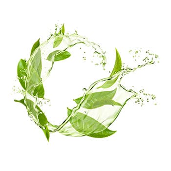 Green Tea Extract