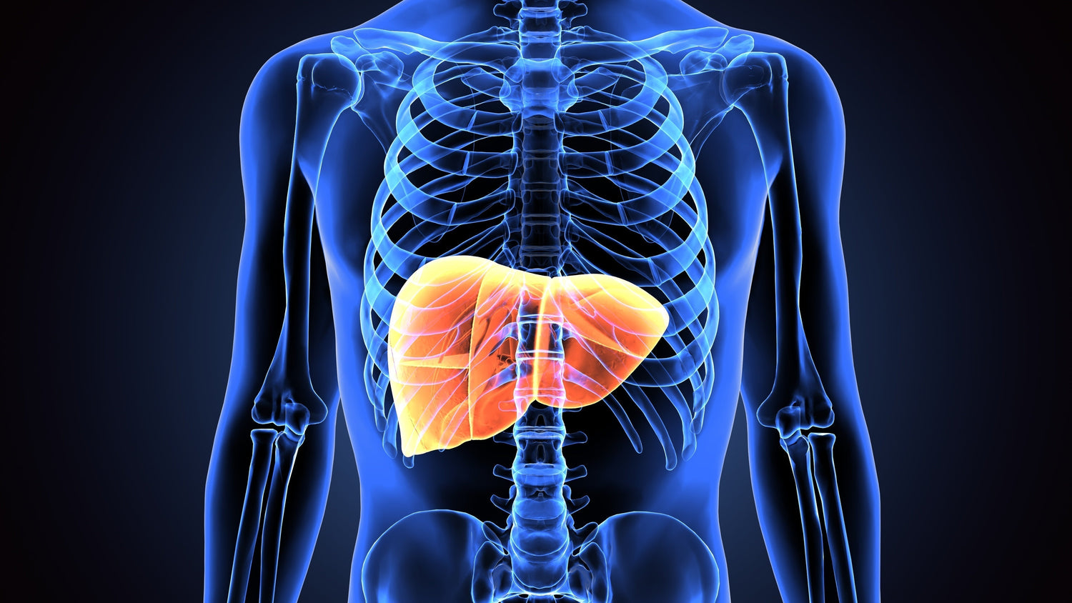 Discover how 50 billion CFU strains aid hormone metabolism and liver health