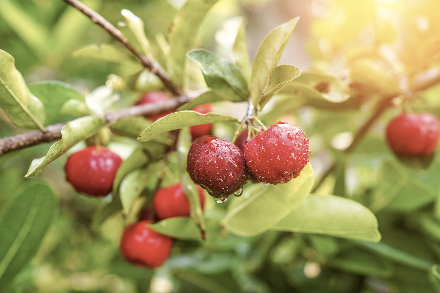 Unlock the Power of Vitamin C and Boost Your Immune Health