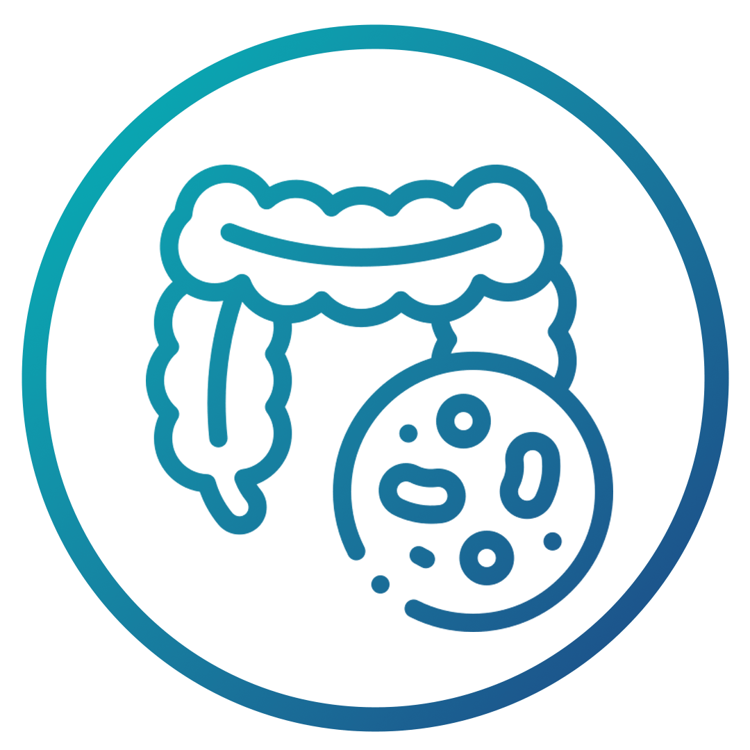 Gut | Bacteria